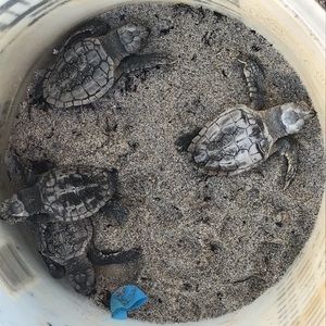 Meet your Posher, Diana